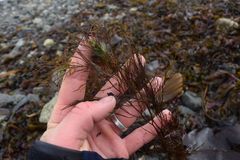 Desmarestia aculeata