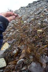 Desmarestia aculeata