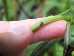 Agallia quadripunctata