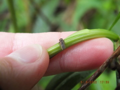 Agallia quadripunctata