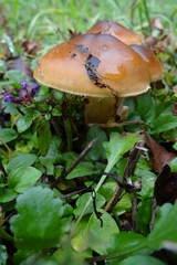 Cortinarius nahuelbutensis