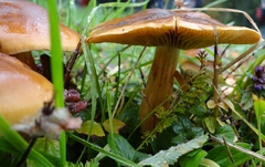 Cortinarius nahuelbutensis