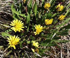 Taraxacum palustre