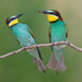 European Bee-Eater - Photo (c) Paul Cools, some rights reserved (CC BY-NC), uploaded by Paul Cools