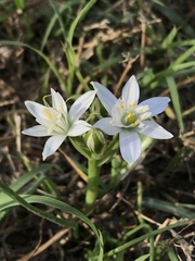 Ornithogalum umbellatum