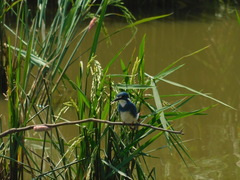Alcedo coerulescens