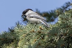 Poecile atricapillus