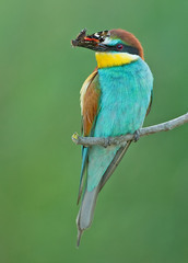 Merops apiaster