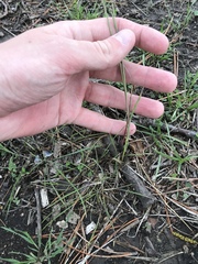 Poa bulbosa vivipara