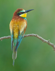 Merops apiaster