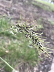 Poa bulbosa vivipara
