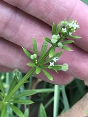 Galium aparine