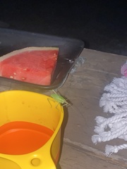 Pterophylla camellifolia