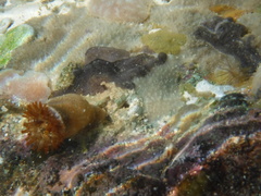 Telmatactis panamensis