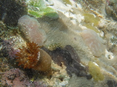 Telmatactis panamensis