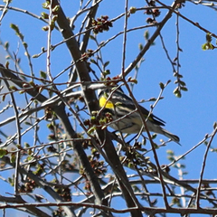 Setophaga coronata