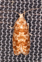 Retinia virginiana