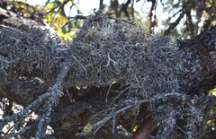 Pseudevernia consocians