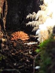Hericium clathroides