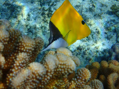 Forcipiger longirostris