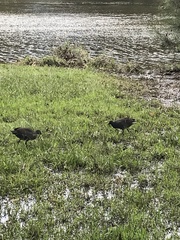 Gallinula tenebrosa tenebrosa