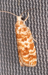 Retinia virginiana