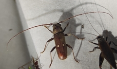 Gnatholea eburifera