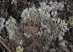 Arctoparmelia subcentrifuga