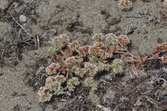 Chorizanthe howellii