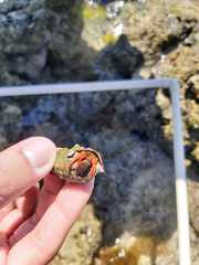 Calcinus californiensis