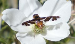 Exoprosopa caliptera