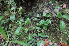Myosotis lytteltonensis