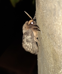 Oxycanus antipoda