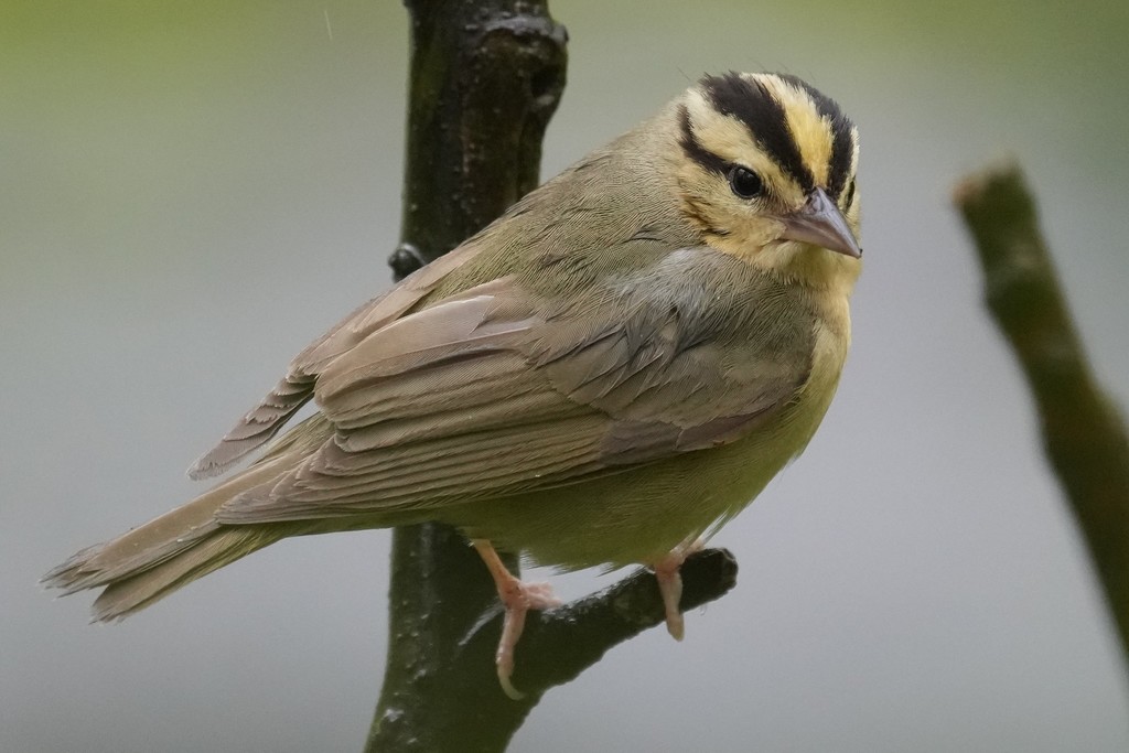 Worm-Eating Warbler