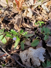 Claytonia caroliniana