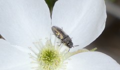 Acmaeodera ligulata