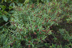 Veronica strictissima