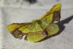 Fascellina