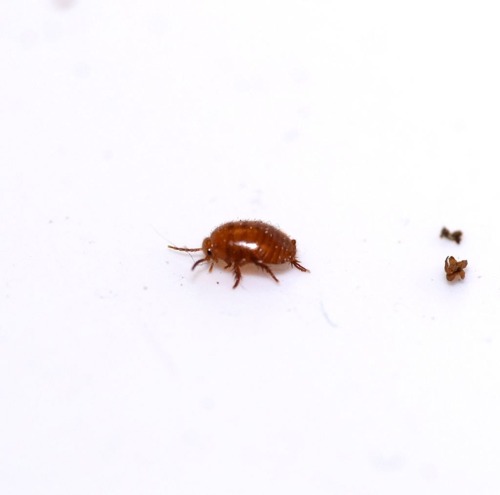 ant cockroach