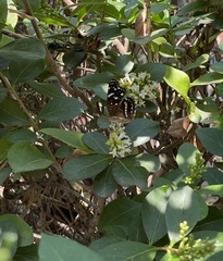 Anthanassa texana texana