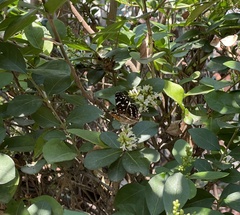 Anthanassa texana texana