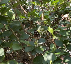 Anthanassa texana texana