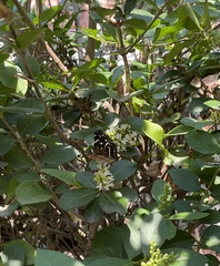 Anthanassa texana texana