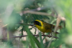 Geothlypis flavovelata