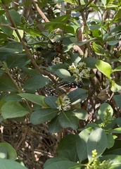 Anthanassa texana texana