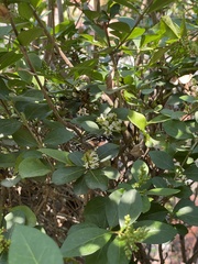 Anthanassa texana texana