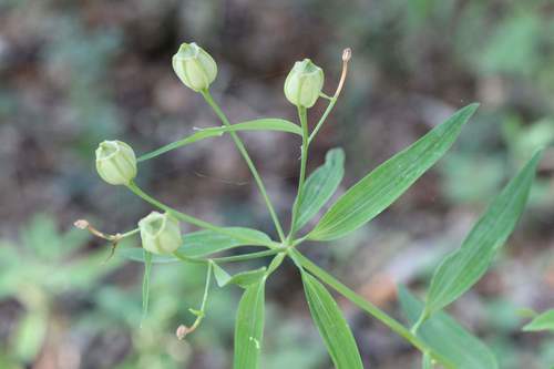 Alstroemeria aurea