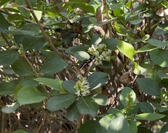 Anthanassa texana texana