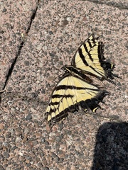 Papilio multicaudata multicaudata