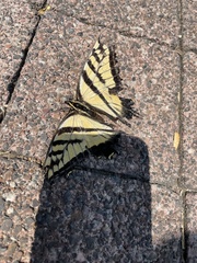 Papilio multicaudata multicaudata